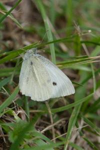 <i>Pieris napi</i>