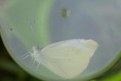 <i>Pieris rapae</i>
