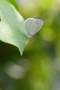 <i>Celastrina argiolus</i>