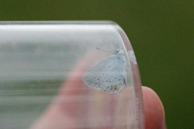 <i>Celastrina argiolus</i>