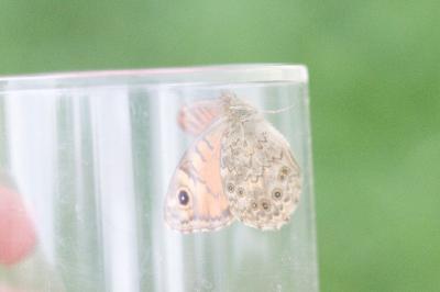 <i>Lasiommata megera</i>