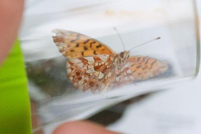 <i>Boloria dia</i>