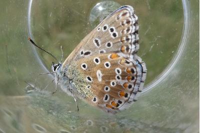 <i>Lysandra bellargus</i>