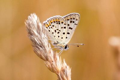 <i>Lycaena tityrus</i>