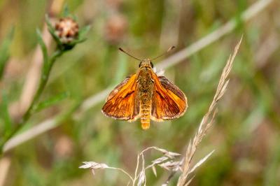 <i>Ochlodes sylvanus</i>