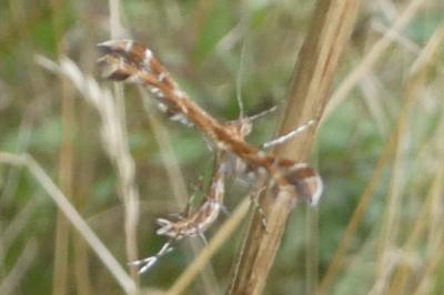 <i>Oxyptilus distans</i>