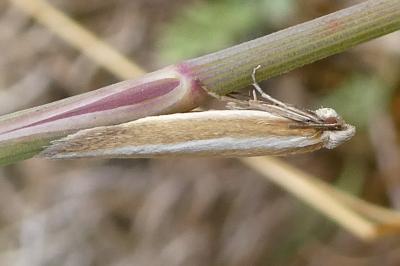 <i>Coleophora</i>