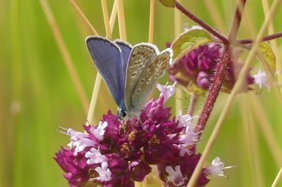 <i>Polyommatus icarus</i>