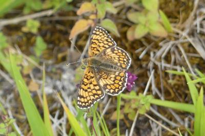 <i>Melitaea phoebe</i>