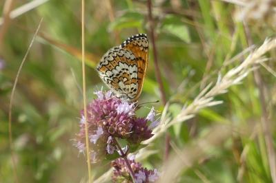 <i>Melitaea cinxia</i>