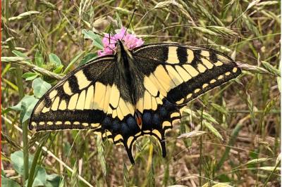 <i>Papilio machaon</i>