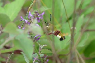 <i>Hemaris fuciformis</i>