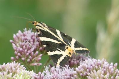 <i>Euplagia quadripunctaria</i>