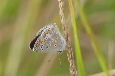 <i>Aricia agestis</i>