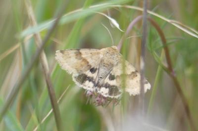 <i>Heliothis viriplaca</i>