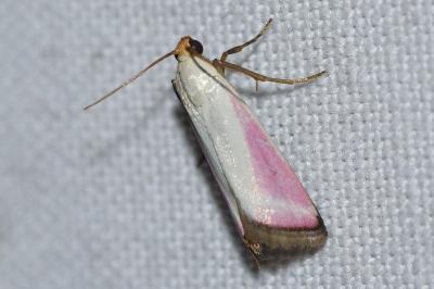 <i>Eurhodope rosella</i>