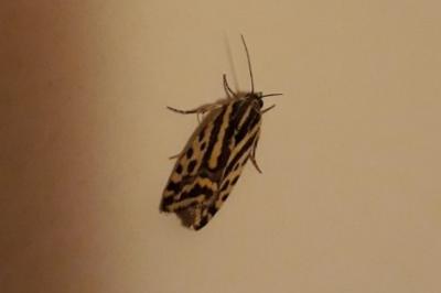 <i>Emmelia trabealis</i>