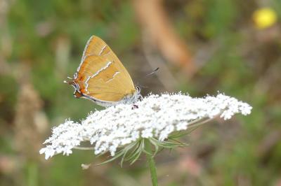 <i>Thecla betulae</i>