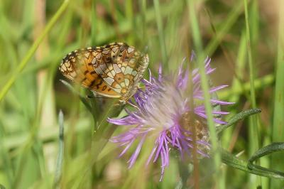 <i>Boloria selene</i>