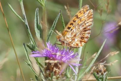<i>Boloria dia</i>