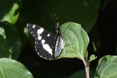 <i>Limenitis reducta</i>