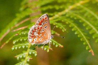 <i>Aricia agestis</i>