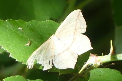 <i>Timandra comae</i>