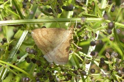 <i>Psammotis pulveralis</i>