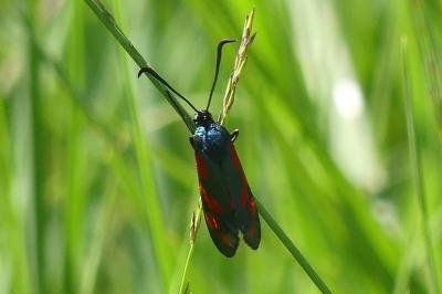 <i>Zygaena filipendulae</i>