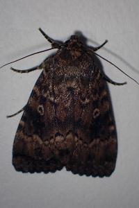 <i>Amphipyra berbera</i>