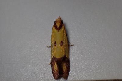 <i>Agapeta zoegana</i>