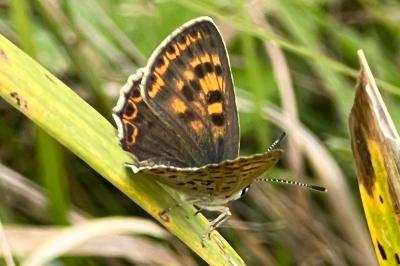 <i>Lycaena tityrus</i>