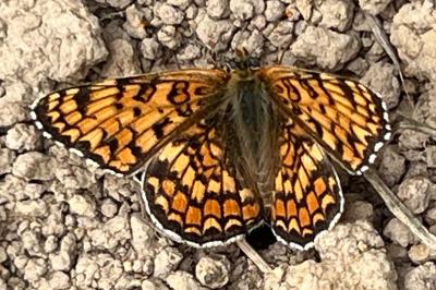 <i>Melitaea phoebe</i>