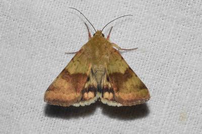 <i>Heliothis viriplaca</i>
