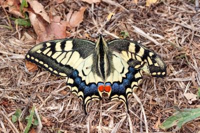 <i>Papilio machaon</i>