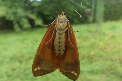 <i>Euplagia quadripunctaria</i>