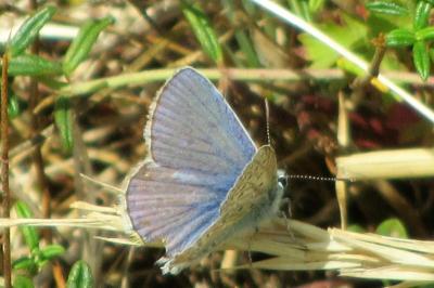 <i>Polyommatus icarus</i>