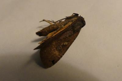 <i>Noctua pronuba</i>