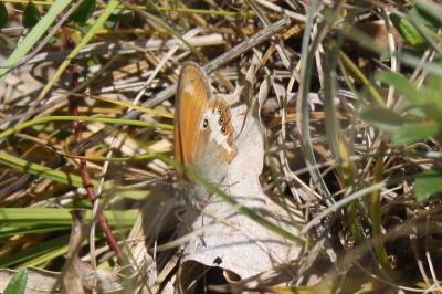 <i>Coenonympha arcania</i>