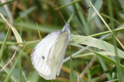 <i>Pieris rapae</i>