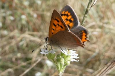 <i>Lycaena phlaeas</i>