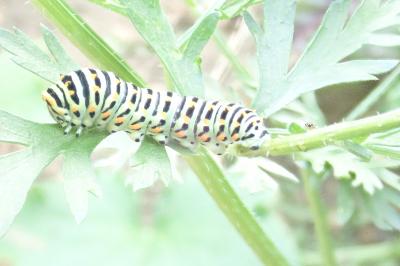 <i>Papilio machaon</i>