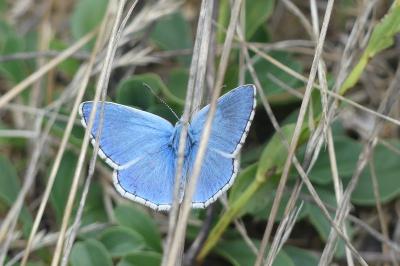<i>Lysandra bellargus</i>