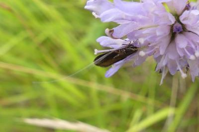 <i>Nemophora metallica</i>