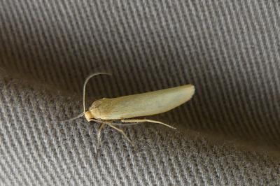 <i>Indalia pygmaeola</i>