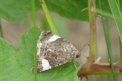 <i>Tyta luctuosa</i>