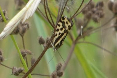 <i>Emmelia trabealis</i>