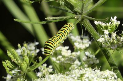 <i>Papilio machaon</i>