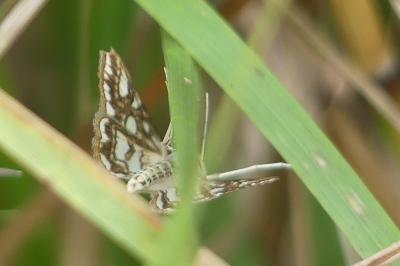 <i>Elophila nymphaeata</i>