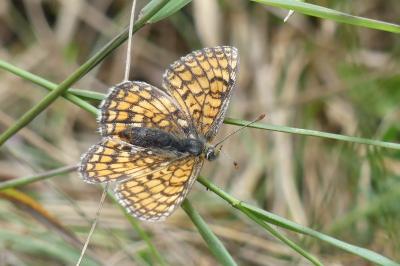 <i>Melitaea parthenoides</i>
